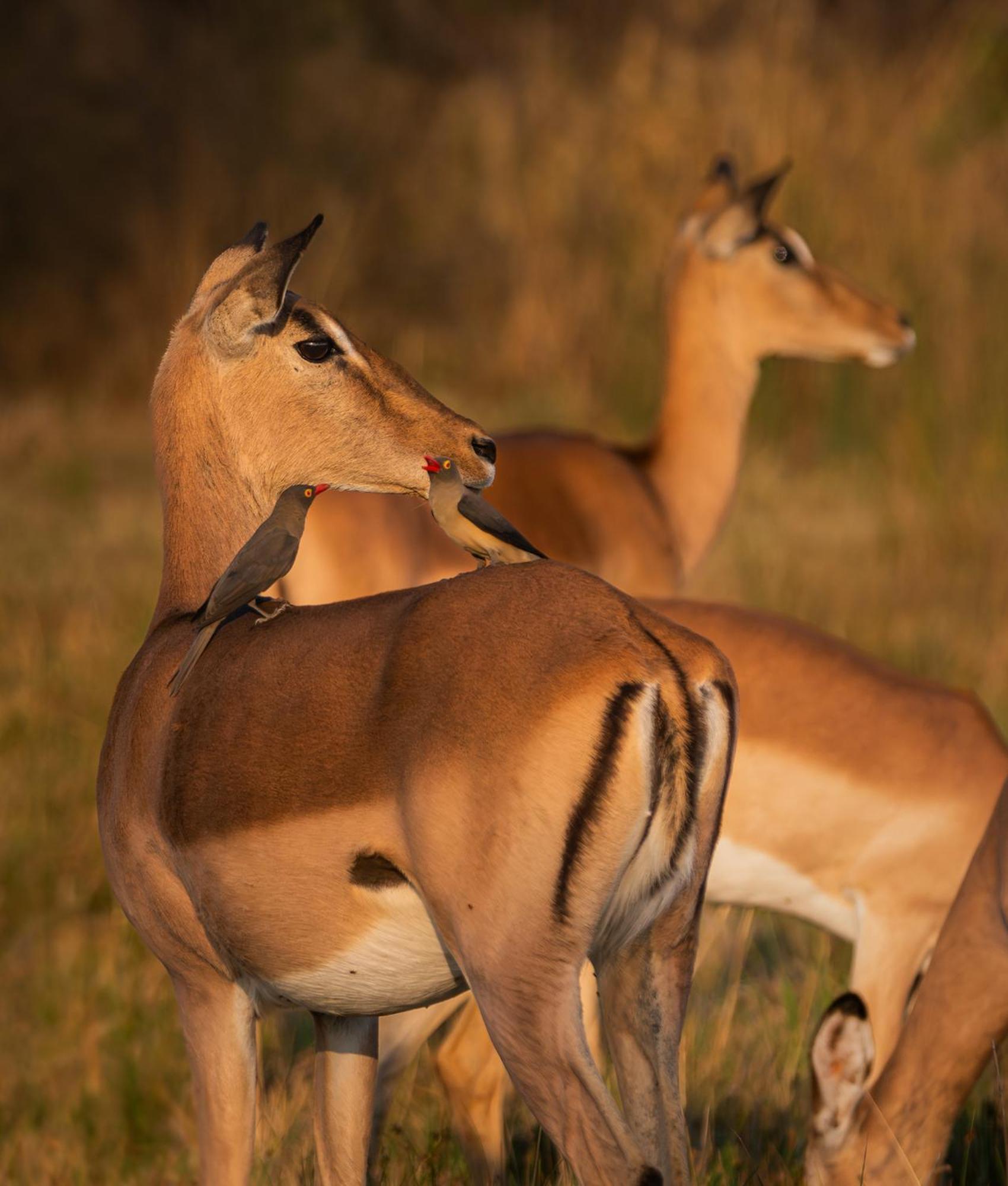 Out In Africa Wildlife Lodge Hammanskraal Exterior foto