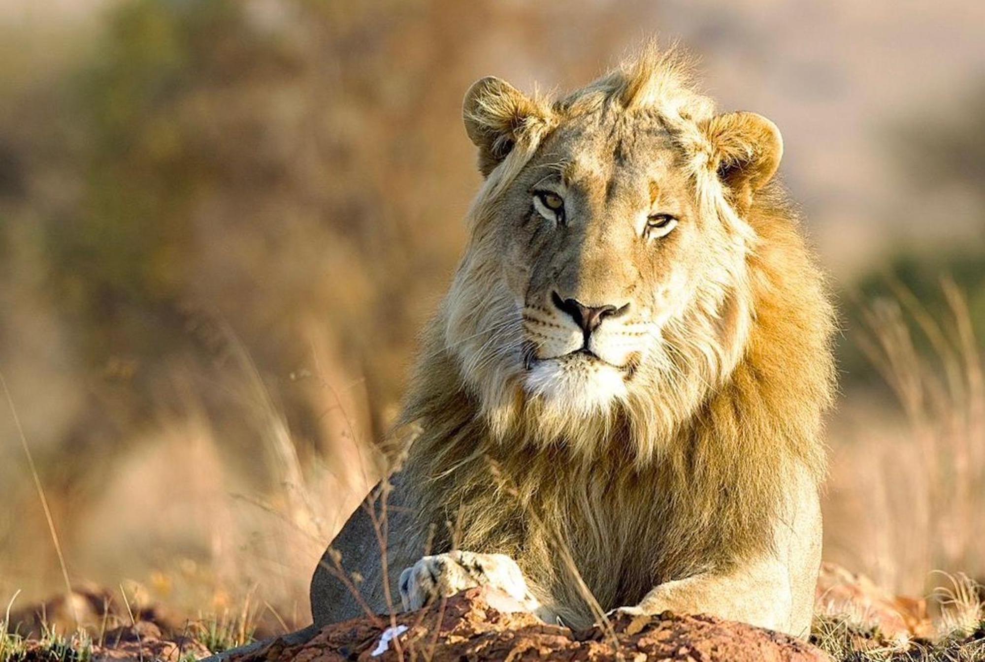 Out In Africa Wildlife Lodge Hammanskraal Exterior foto